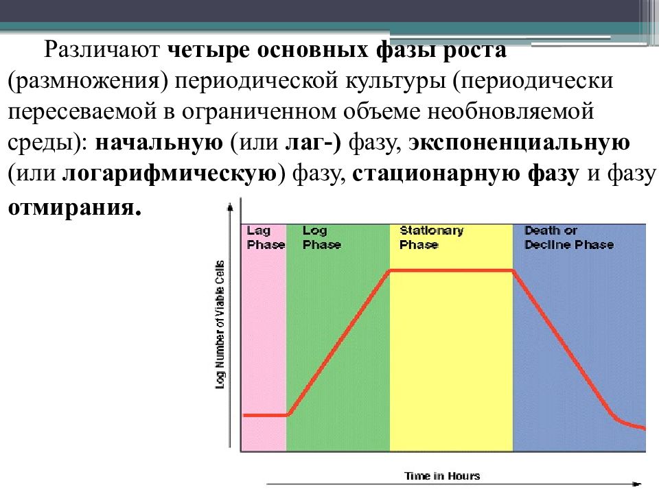 стадии роста периодической бактериальной культуры. стадии роста периодической бактериальной культуры. фазы роста периодической культуры. основные фазы кривой роста периодической культуры микроорганизмов. фазы роста периодической культуры.
