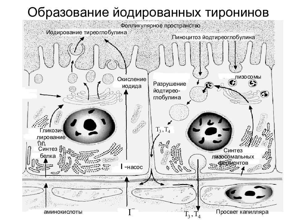 Лизосомы синтез белка