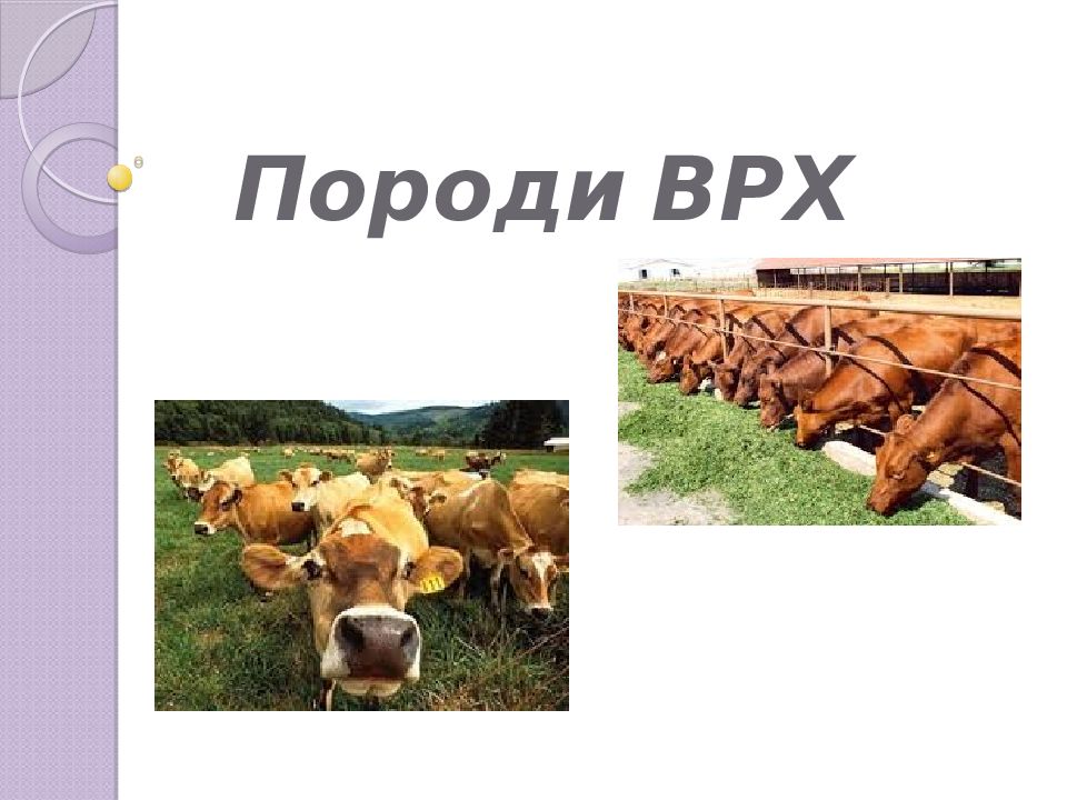 Породи ВРХ