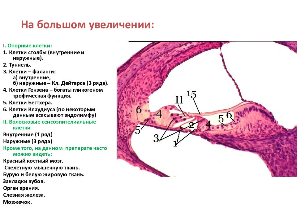 Какой орган увеличивается