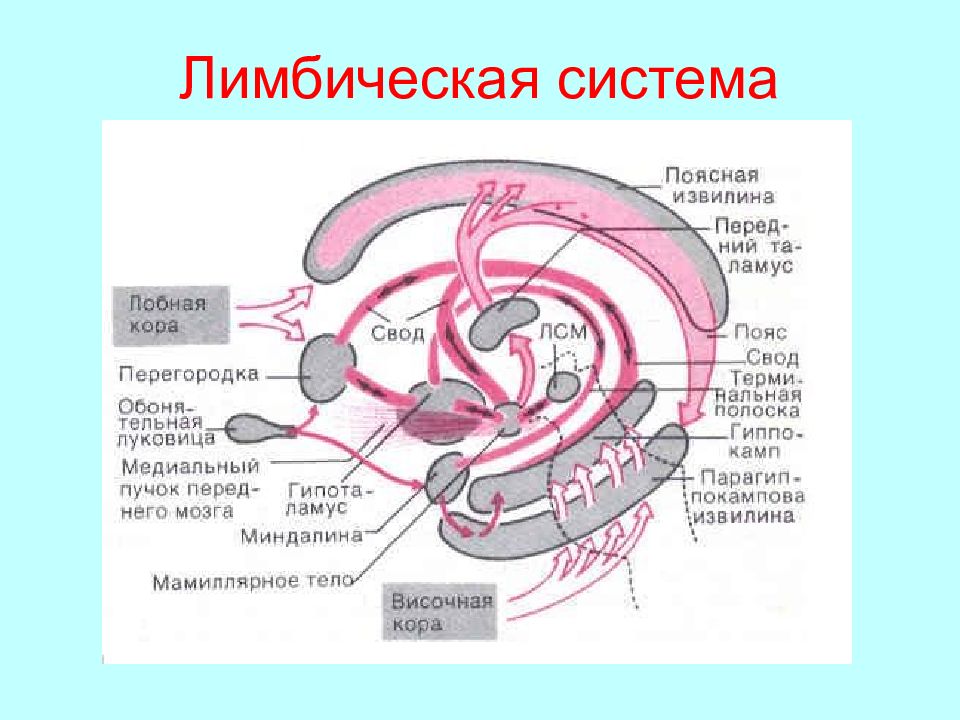 Схема лимбическая система