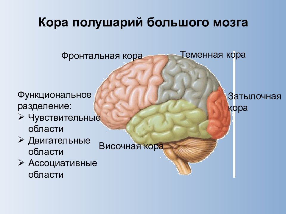 Кору и полушария в головном мозге имеют. Префронтальные отделы головного мозга. Фронтальная зона коры головного мозга. Функции префронтальной коры головного мозга. Префронтальный отдел лобных долей.