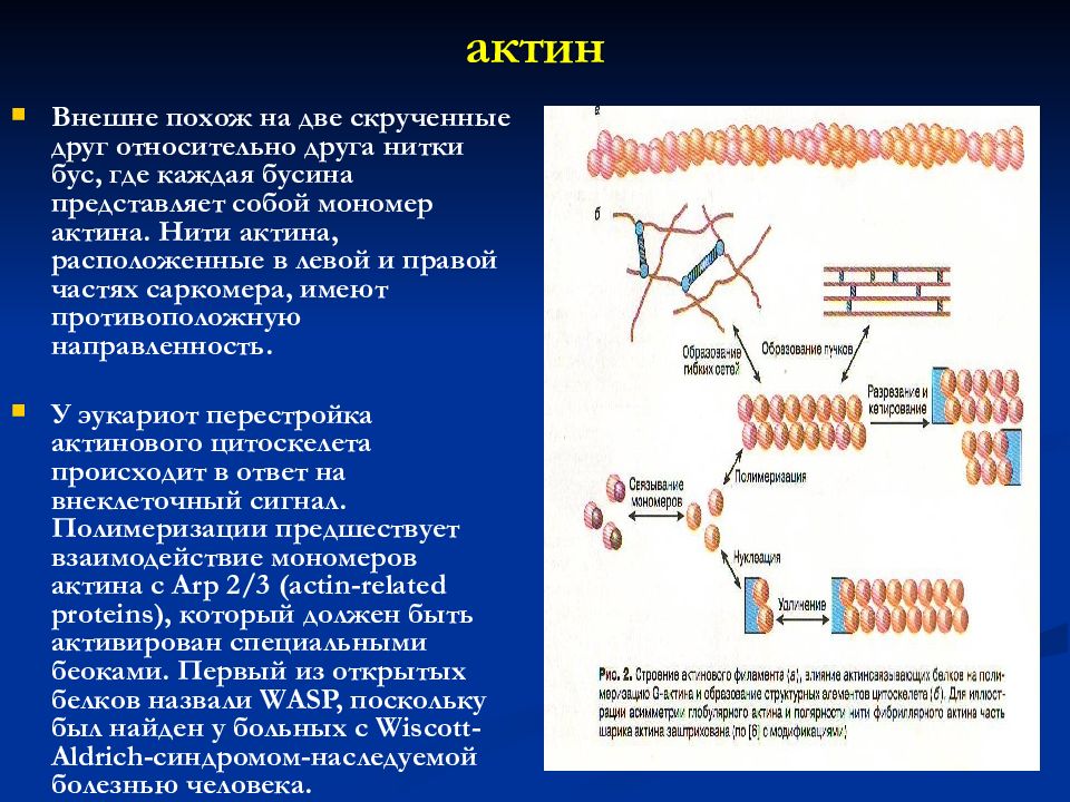 Актин состоит. Строение актина биохимия. Актин биохимия строение и функции. Функции актина биохимия. Фибриллярный актин.