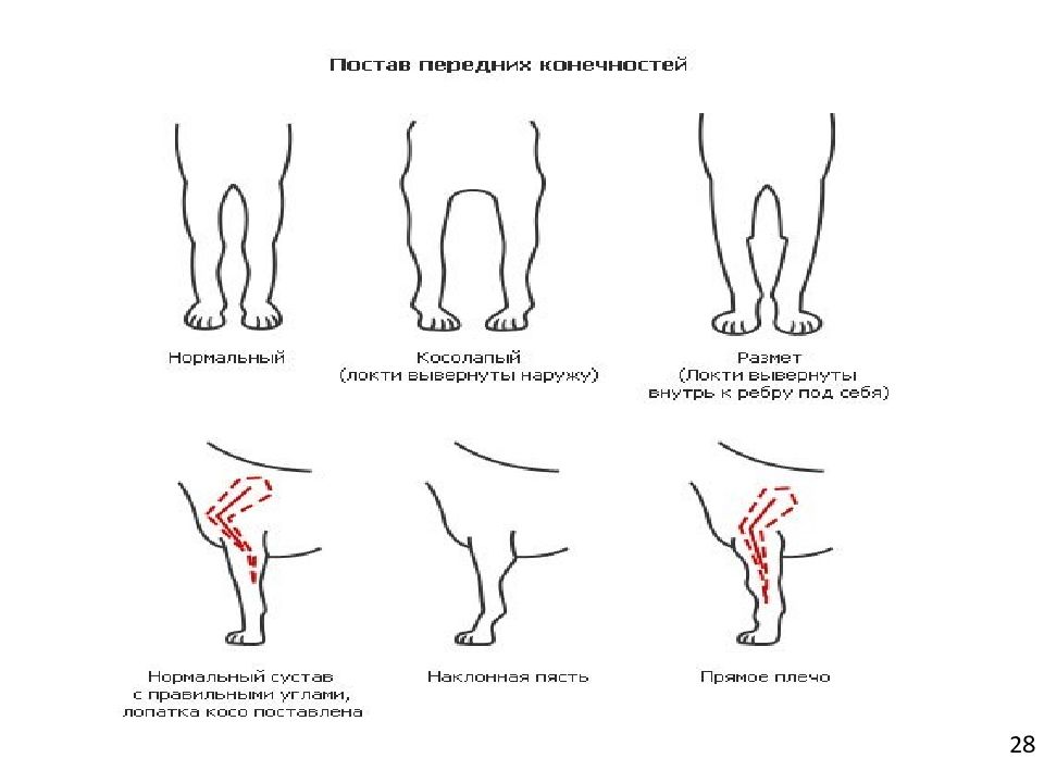 Постав. Размет передних лап у немецкой овчарки. Размет передних лап у щенка немецкой овчарки. Постав передних конечностей у немецкой овчарки. Постав конечностей у собаки.