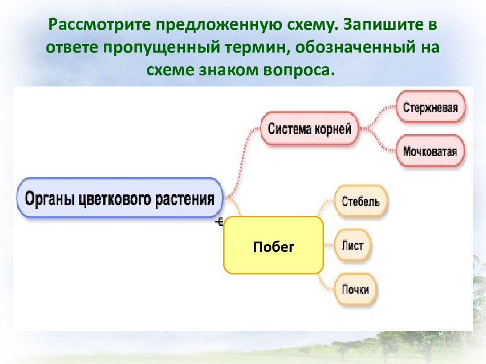 Рассмотрите предложенную схему строения и функций клетки запишите в ответе пропущенный термин