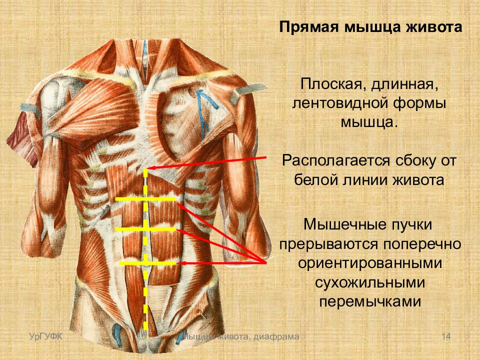 Мышцы живота