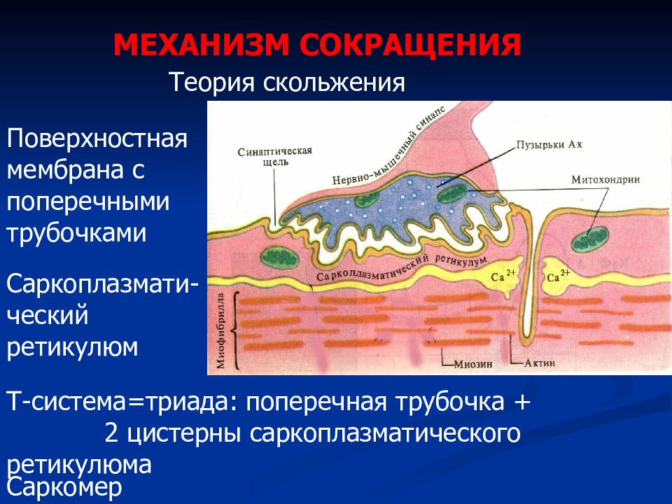 Сокращение мышц синапс. Поверхностная мембрана. Триада физиология мышечного. Синапс гладкой мышцы и скелетной.