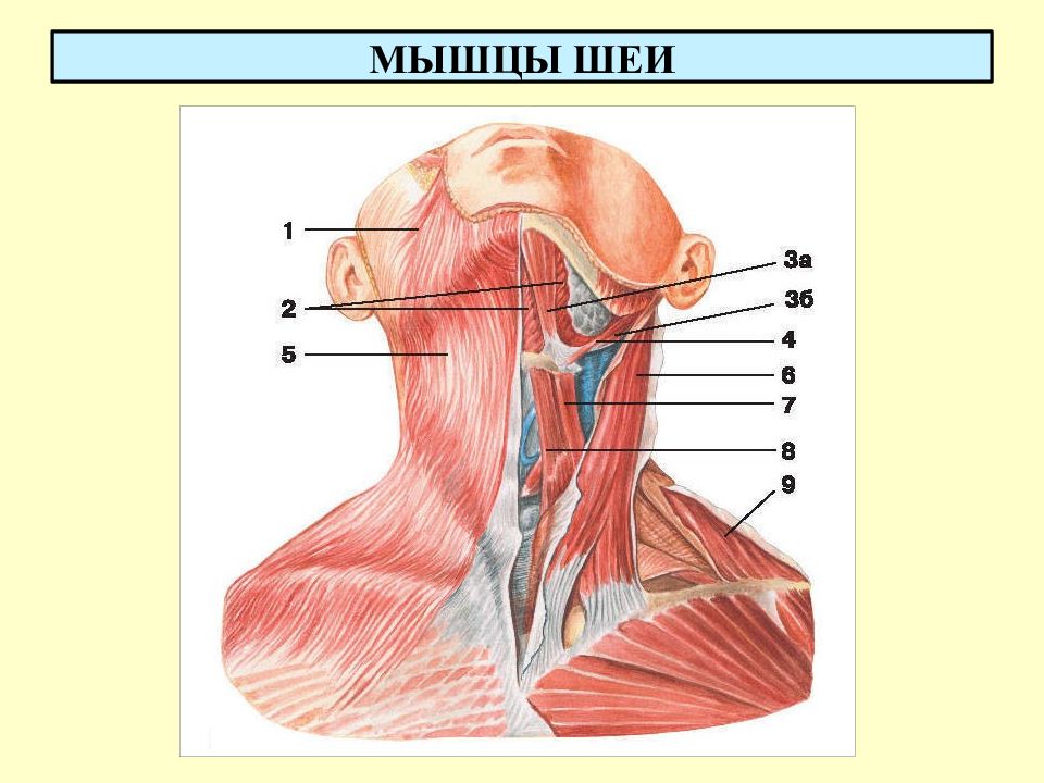 Мышцы шеи презентация