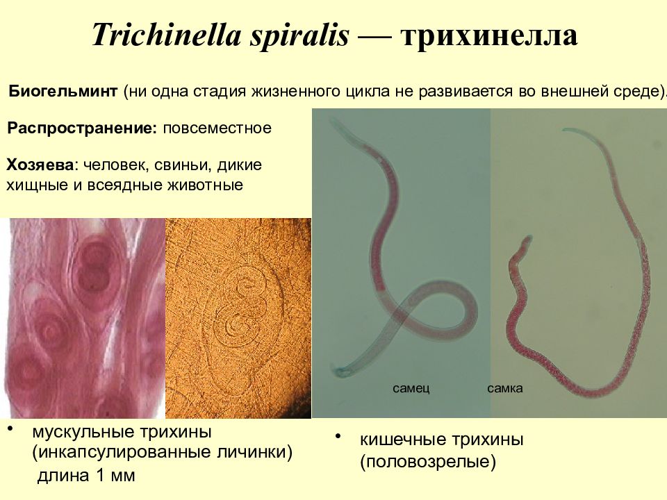 Трихинелла. Трихинелла спиральная - Trichinella spiralis. Трихинелла биогельминт. 