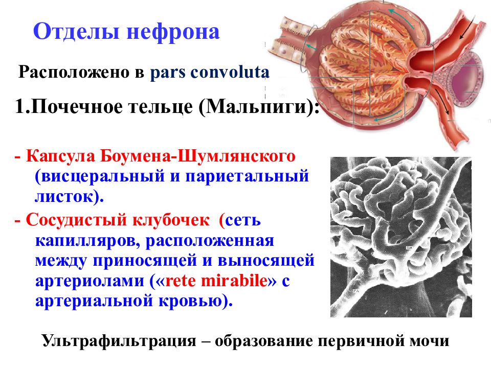 Эпителий внутренней стенки капсулы шумлянского боумена имеет