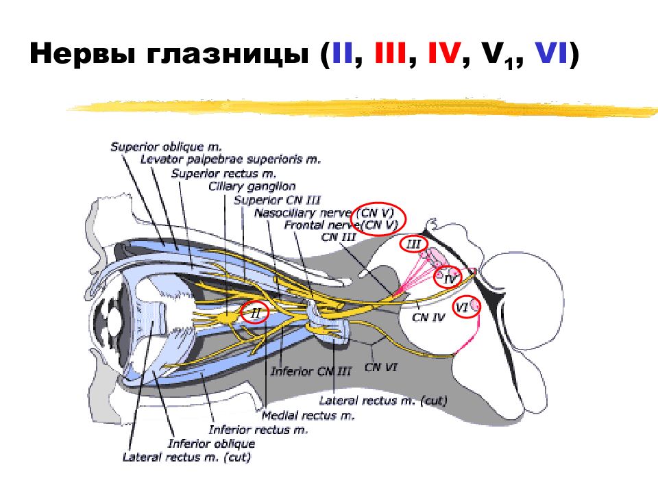 Глазной нерв схема