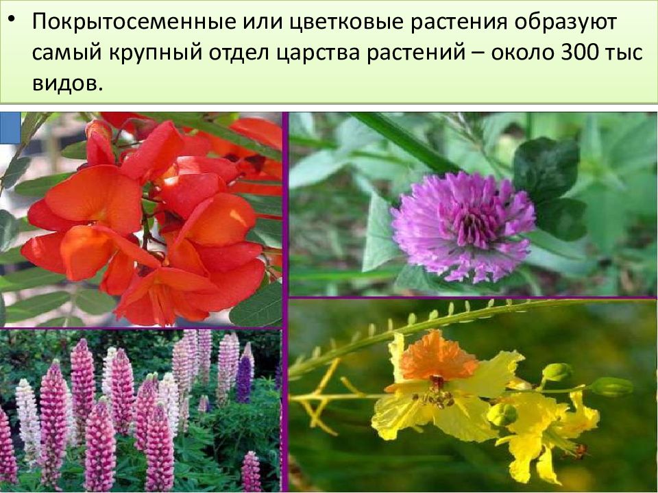 К покрытосеменным также относятся. Отдел Покрытосеменные цветковые. Цветок покрытосеменных растений. Цветковые растения представители. Покрытосеменные или цветковые растения.