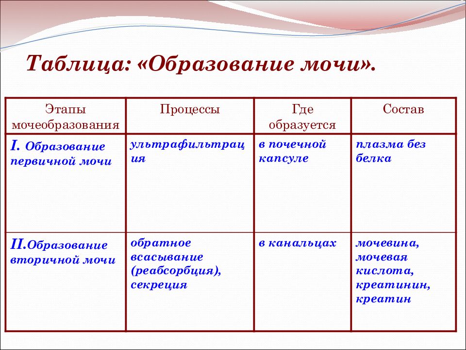 Образование мочи презентация 8 класс