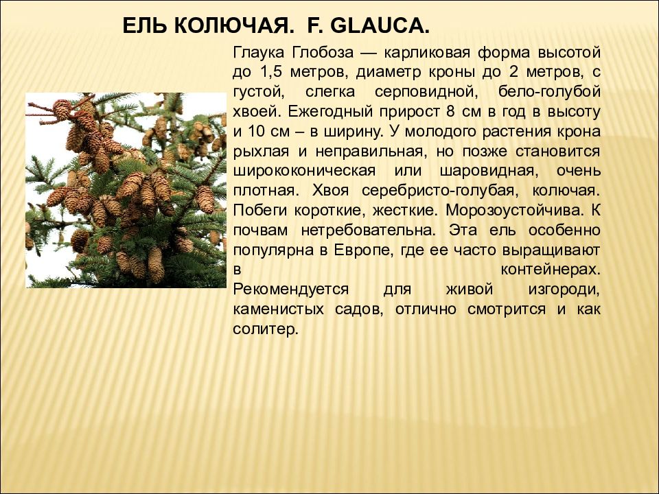 Использование ели. Ель колючая диаметр кроны. Оттчего зависит цвет хвои. Прирост ели колючей в год. Черенкование Глауки Глобозы.