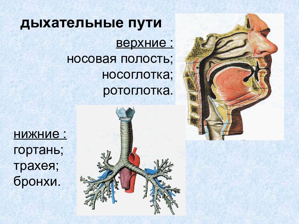 Функциональная анатомия дыхательной системы презентация