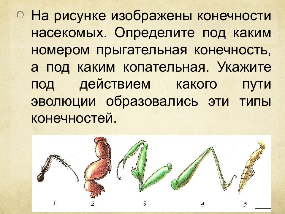 Какими цифрами на рисунке обозначены прыгательная и копательная конечности насекомых