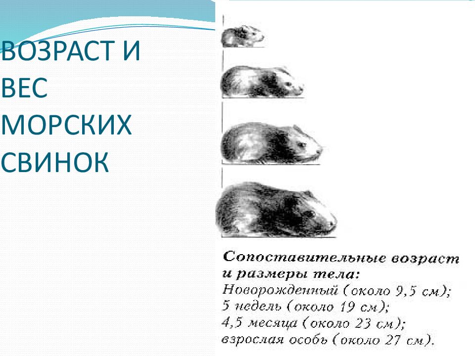 Вес морских свинок таблица