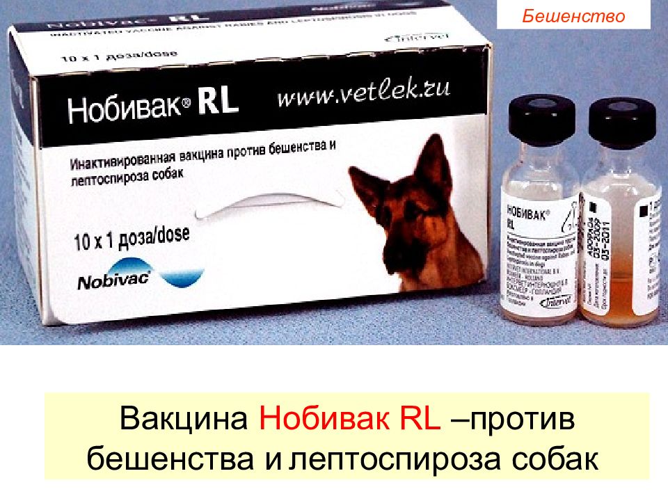Против бешенства для кошек. Нобивак Rabies для собак. Nobivac Rabies (Нобивак рабиес). Вакцина Нобивак Rabies для собак. Нобивак RL вакцинация собак.