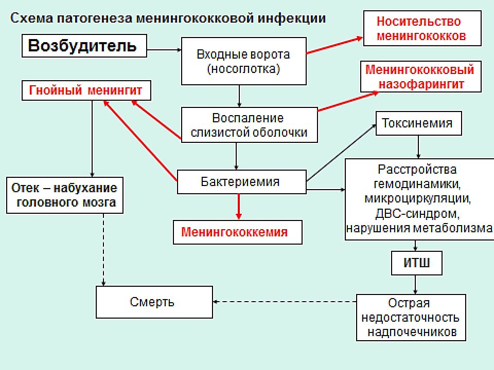 Патогенез дифтерии схема