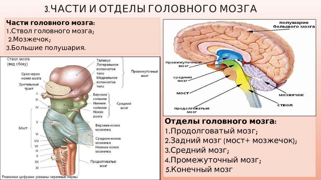 Продолговатый отдел мозга строение. Схема строения ствола головного мозга. Ствол мозга анатомия функции. Строение головного мозга ствола мозга. Строение ствола головного мозга человека анатомия.
