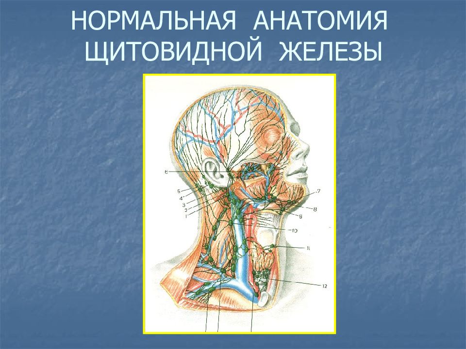 Заболевания щитовидной железы презентация. Нормальная анатомия щитовидной железы. Уз анатомия щитовидной железы. Сегментарная анатомия щитовидной железы. Нормальная лучевая анатомия щитовидной железы.