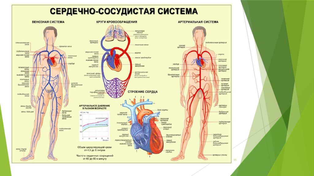 Кровеносная система человека огэ презентация