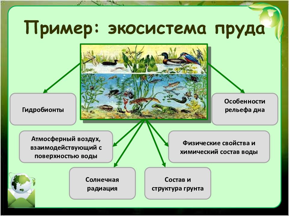 Рисунок природной экосистемы