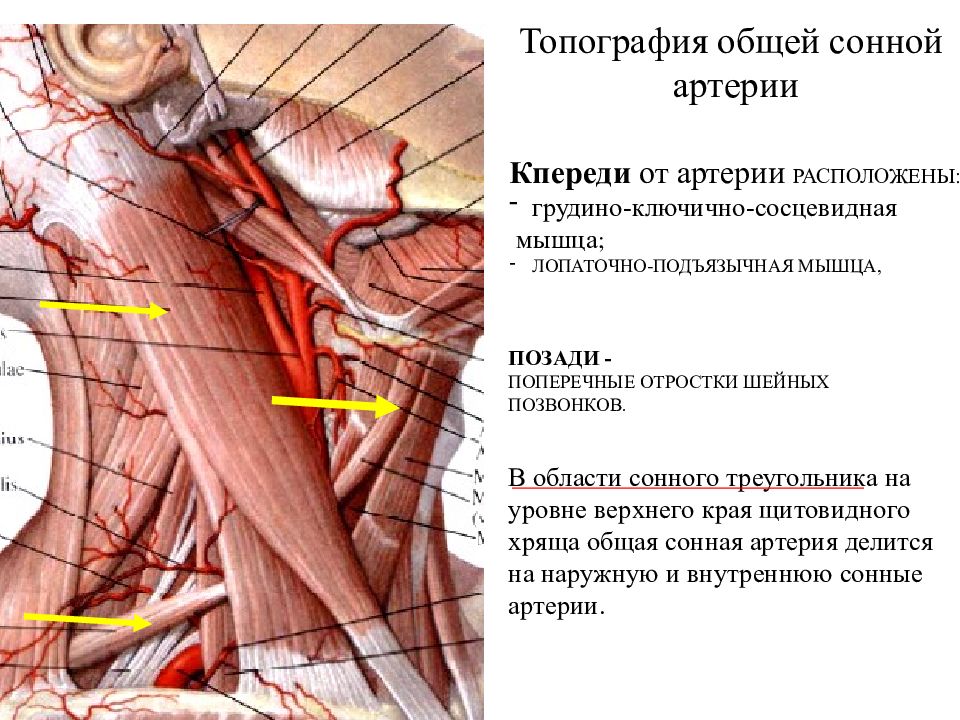 Где находится внутренняя сонная артерия у человека фото