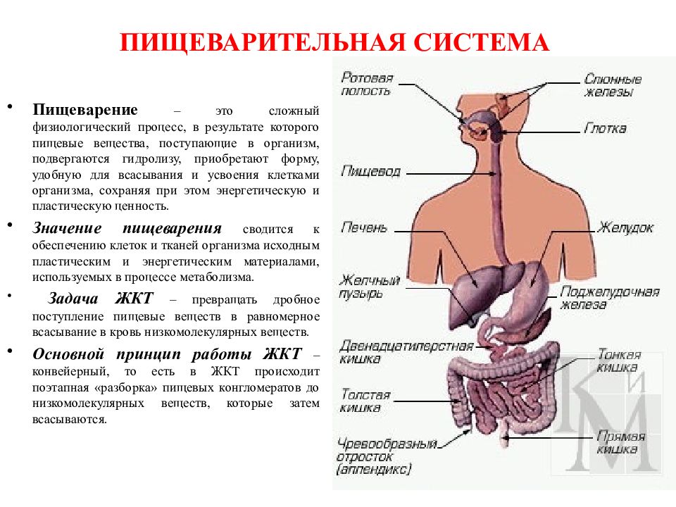 Функции пищеварения