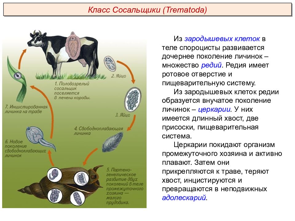 Заражение крупного рогатого скота схема какой червь