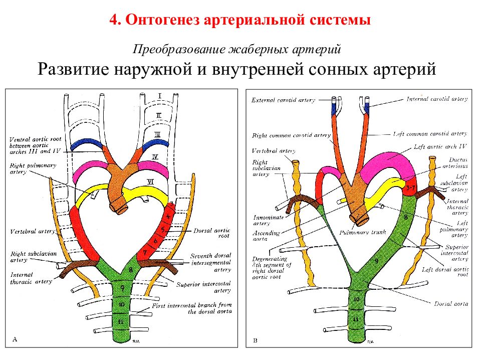 Сегменты внутренних артерий