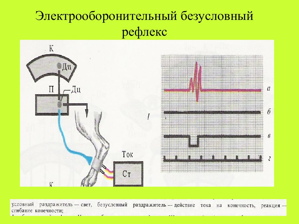 Рефлексы картинки для презентации