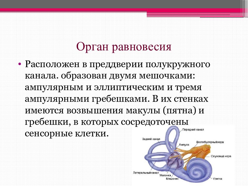 Орган равновесия мышечное и кожное чувство обонятельный и вкусовой анализаторы презентация