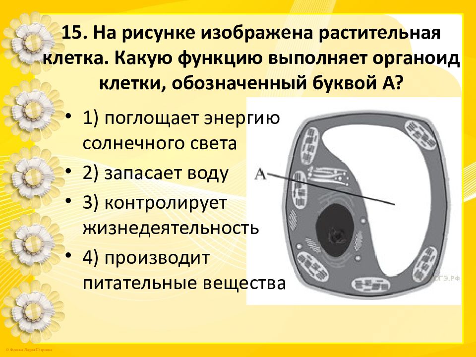 Какая функция растительной клетки. На рисунке изображена растительная клетка. Клетка растений ОГЭ. Растительная клетка ОГЭ. На рисунке изображена растительная клетка какую функцию.