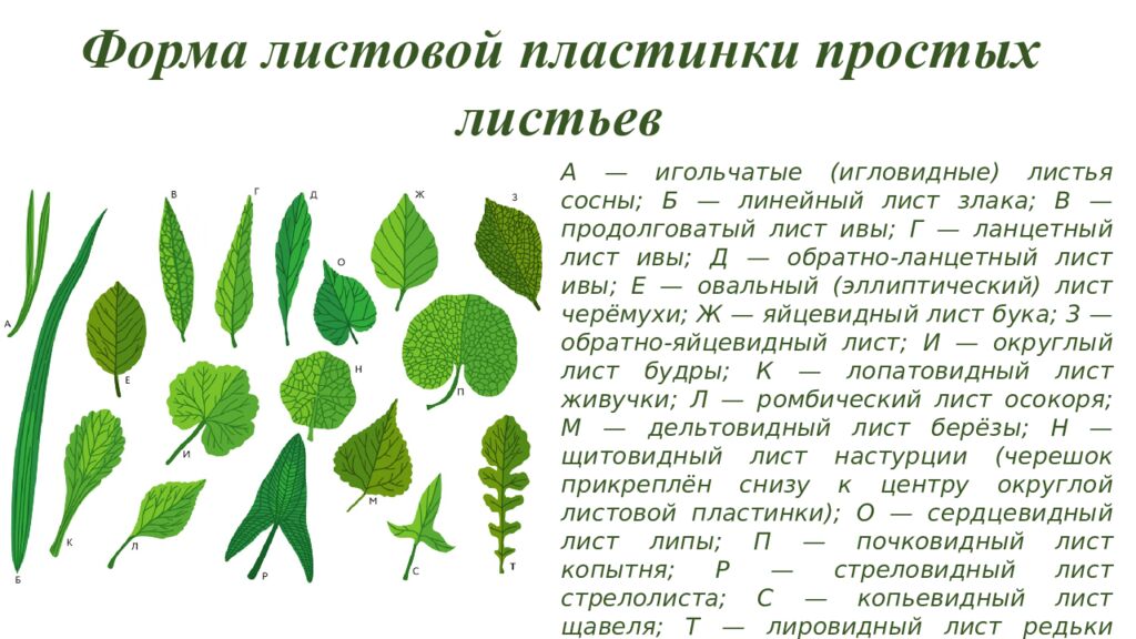 Особенности внешнего и внутреннего строения листа
