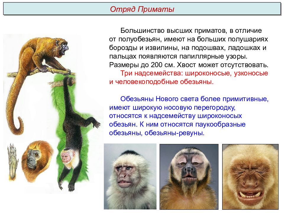 Человека от человекообразной обезьяны отличает наличие. Отряд приматы общая характеристика. Отряд приматы полуобезьяны. Физиология полуобезьян. В чем отличие обезьян от полуобезьян.