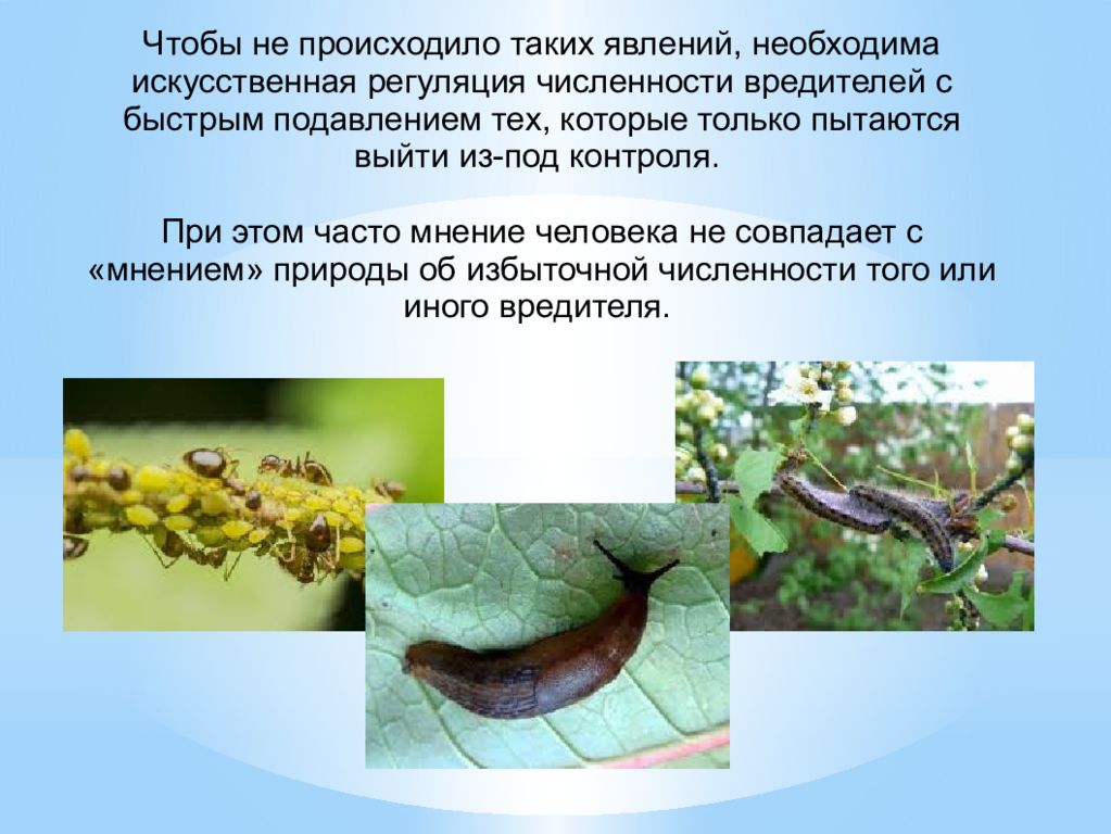 Искусственная регуляция численности вредителей. Агроэкосистема вредители. Регуляция численности насекомых вредителей сельского хозяйства. Агроэкосистемы насекомые вредители.