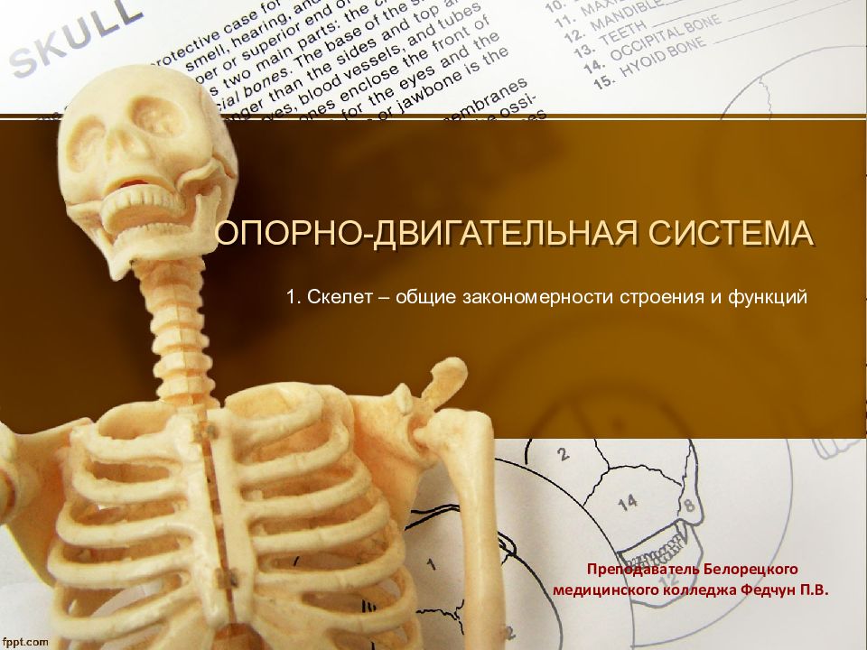 ОПОРНО-ДВИГАТЕЛЬНАЯ СИСТЕМА