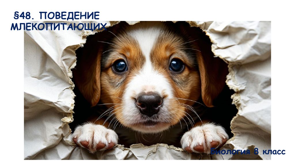 48. ПОВЕДЕНИЕ МЛЕКОПИТАЮЩИХ Биология 8 класс