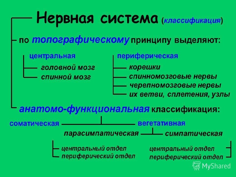 Схема классификации нервной системы