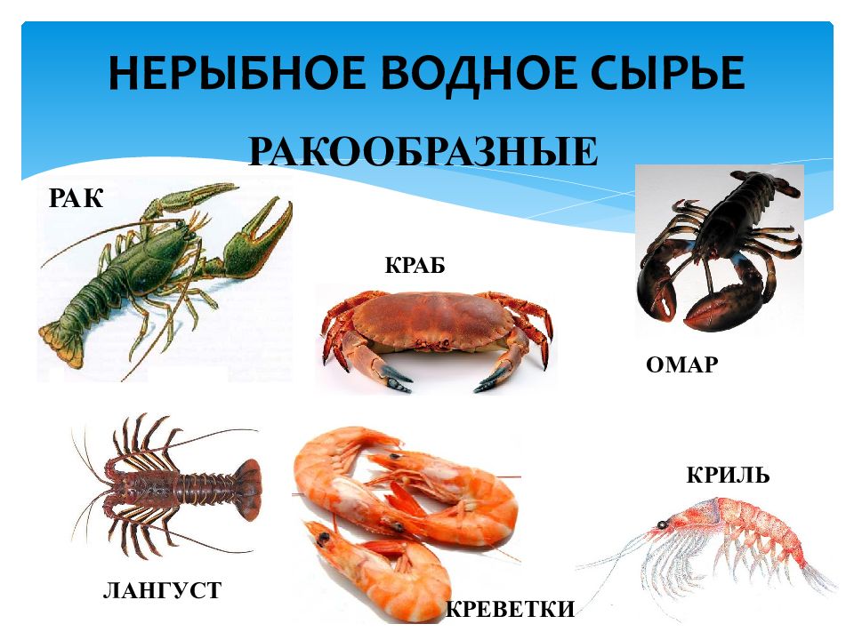 Группы животных ракообразные примеры
