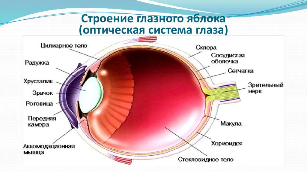Оболочки глаза человека таблица. Строение оболочек глазного яблока. Табл строение глазного яблока. Внутренние структуры глазного яблока. Внутренняя оболочка глаза анатомия.