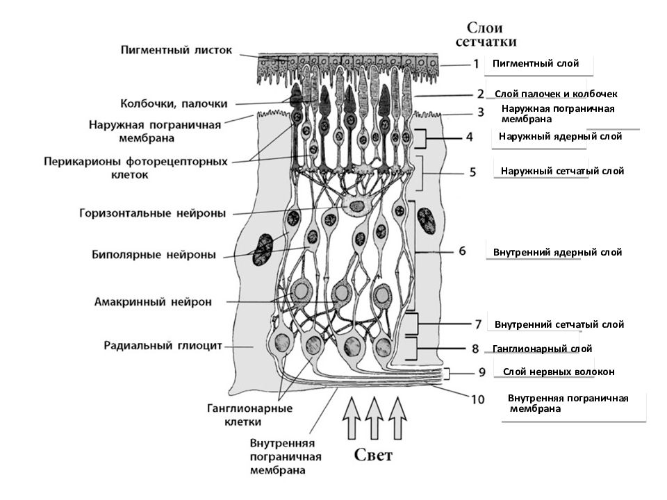 Сетчатка рисунок гистология