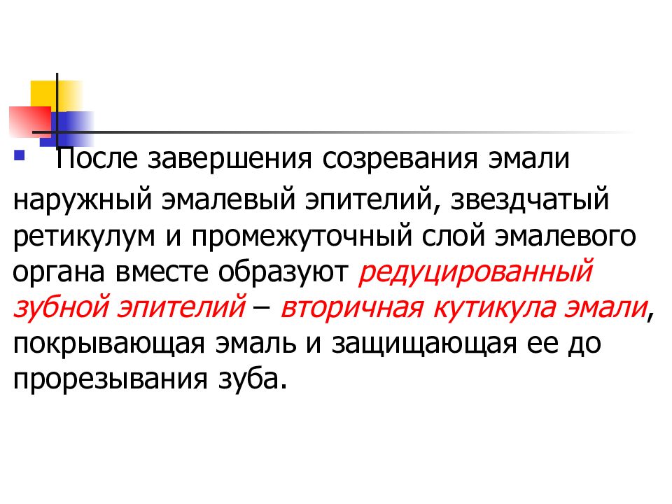 Созревание эмали. Шеечная петля эмалевого органа. Редуцирована это. 0-1 Редуцированная форма.