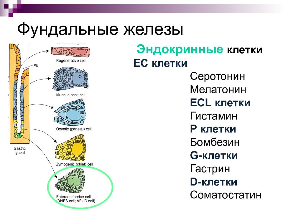 Клетки желез. Фундальные железы желудка строение. Схема строения фундальной железы желудка. Фундальная железа желудка клетки. Особенности строения фундальных желез.