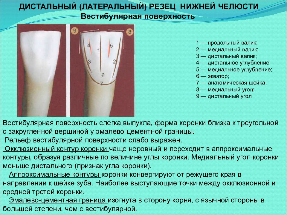 Клиническая анатомия зубов презентация