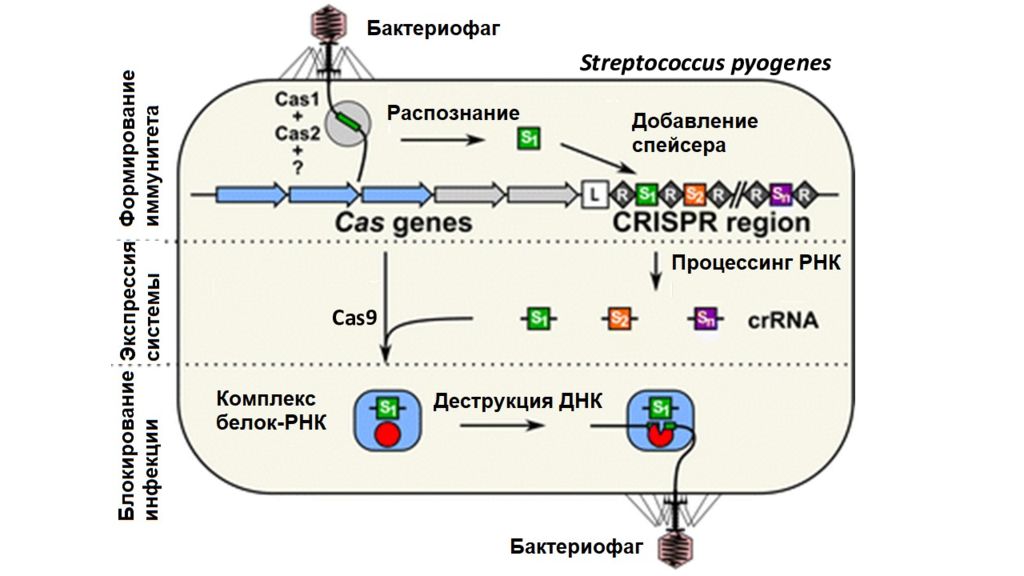 9 систем. CRISPR cas9 схема. Криспер КАС система. CRISPR CAS механизм. Молекулярный «скальпель» CRISPR cas9.