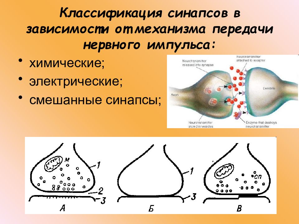 Строение импульса. Механизм передачи нервного импульса в синапсах. Этапы передачи нервного импульса в синапсе. Химический и электрический синапс. Строение нейрона и синапса.