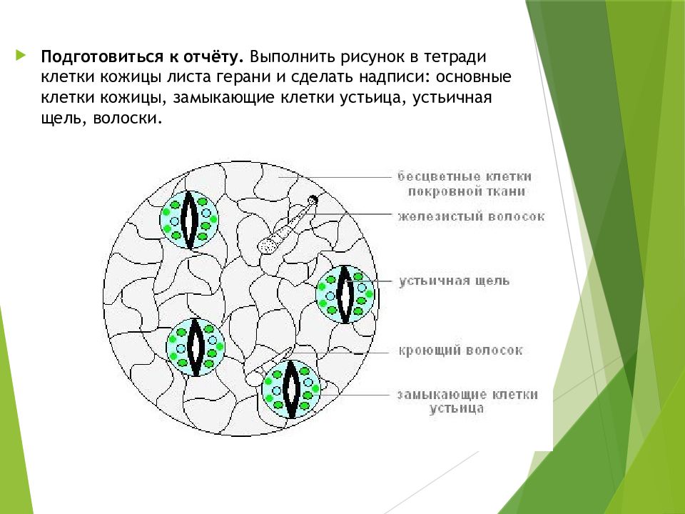 Зарисуйте вид кожицы листа под микроскопом отдельно зарисуйте устьице сделайте надписи к рисункам