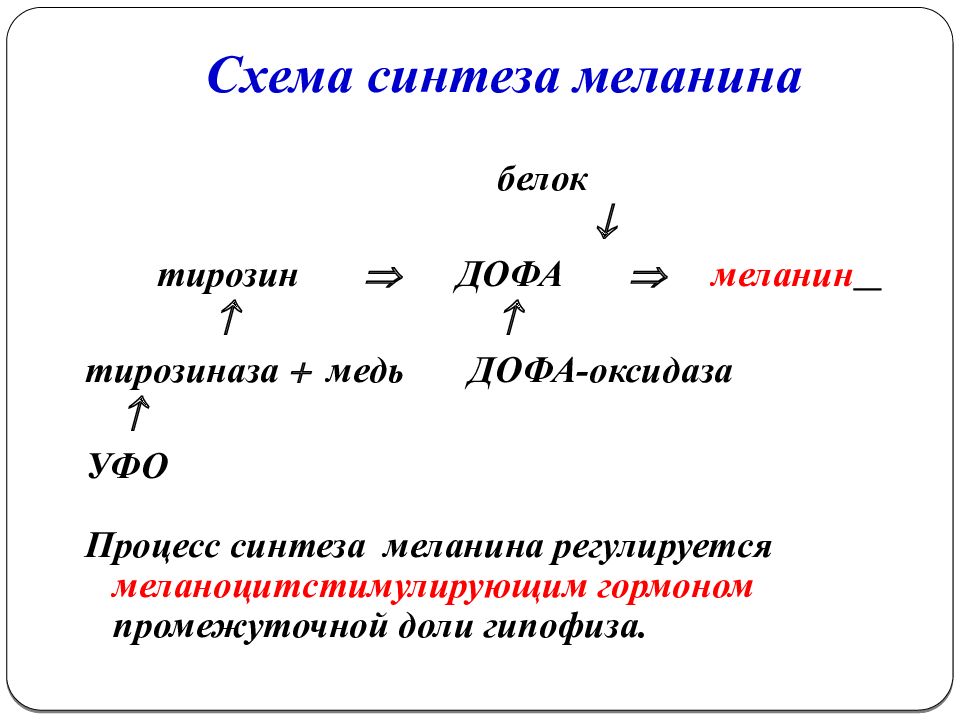 Схема синтеза меланина